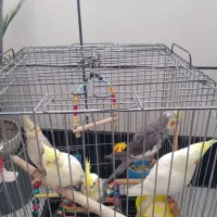 ۲عدد ۳تا جوجه|پرنده|باغستان, |دیوار