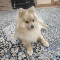 پامرین خرسی روباهی با اصالت