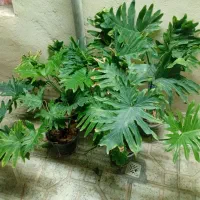 گل هایه آپارتمانی