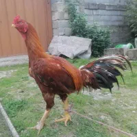 پرنده  خروس لاری|حیوانات مزرعه|سورک, |دیوار