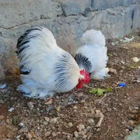 کوشین لایت و گلد ویتن