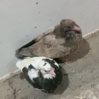 جوجه کفتر مناسب دستی شدن شازده و سنجابی