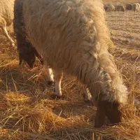 فروشی|حیوانات مزرعه|سرچهان, |دیوار