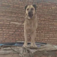 واگذاری سگ گله|سگ|ایلخچی, |دیوار