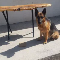 واگذاری سگ ژرمن شپر