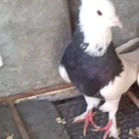 سه تاطوقی یک جفت پدر مادر و یک جوانه|پرنده|بیرجند, |دیوار