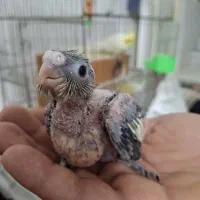 جوجه عروس هلندی لوتینو