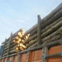 خرید انواع درخت|خدمات باغبانی و درختکاری|خوی, |دیوار