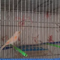 قناری نر موزاییکی مست