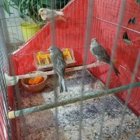 دو عدد قناری نر مست و ۳ عدد قناری ماده|پرنده|ملایر, |دیوار