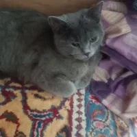 بریتیش بلو 2 تا|گربه|اراک, |دیوار