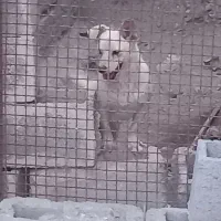 سگ پاکوتاه معاوضه