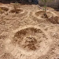 خدمات شخم پاکنی علف زنی باتیلر باغبانی لوله کشی|خدمات باغبانی و درختکاری|شیراز, شاپورجان|دیوار