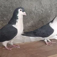 کبوتر ساده سیاه|پرنده|مشهد, فاطمیه|دیوار