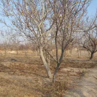 فروش-باغ-ورجوی-2