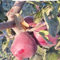 نهال فروشی|خدمات باغبانی و درختکاری|مراغه, |دیوار