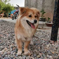 سگ پامیر روباهی|سگ|سنندج, |دیوار