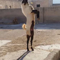 پازن مست گله رون|حیوانات مزرعه|رامهرمز, |دیوار