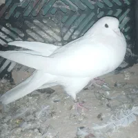 کبوتر پرشی|پرنده|بزینه رود, |دیوار