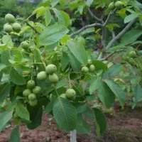 نهالستان غرب مهندس داداشی فروش انواع نهال گردومیوه|خدمات باغبانی و درختکاری|کرمانشاه, |دیوار