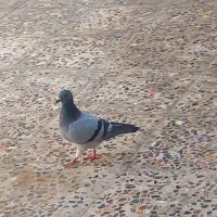 پلاکی درجه یک ۲۰ تا همه ذات همین کبوتر