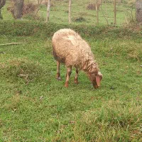 لیشه و گوسفند ماده|حیوانات مزرعه|سیاهکل, |دیوار