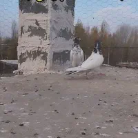 کبوتر ضمانت پرش