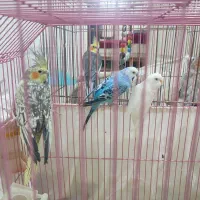 یک جفت مرغ عشق واقع در اسکو سهند|پرنده|سهند, |دیوار