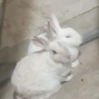 خرگوش نر وماده بالغ