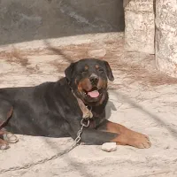 سگ روتوایلر|سگ|رباطکریم, منجیل آباد|دیوار