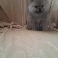 پامرانین خرسی