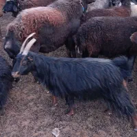 ۱۰عدد بز.روزگاری همه جوان