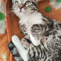 واگذاری گربه|گربه|زاهدان, |دیوار