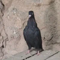 جوجه زاغ چش نوک