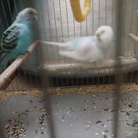 مرغ.عشق جفت سالم سالم|پرنده|هشتگرد, شهرک راه آهن|دیوار