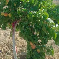 زمین باغ +یک ساعت حق آبه دائمی