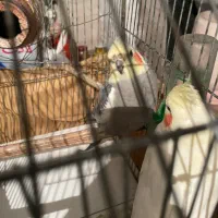 دوعدد عروس هلندی بازیگوش