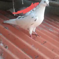 کبوتر پرشی