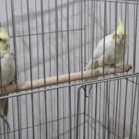 فروش عروس هلندی مولد|پرنده|فردیس, فردیس|دیوار