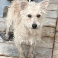 سگ پاکوتاه معاوضه باکبوتر