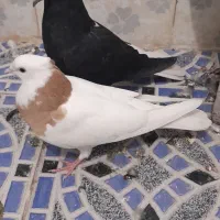 کبوتر رنگی|پرنده|کارون, |دیوار