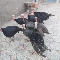 بوقلمون|پرنده|دهدشت, |دیوار