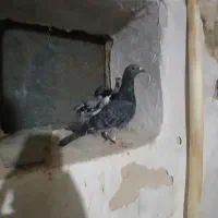 کبوتر|پرنده|شیروان (خراسان), |دیوار
