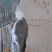 عروس نر