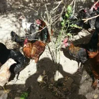 مرغ و جوجه