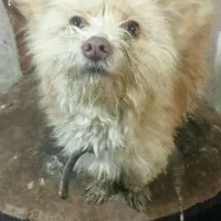 واگذاریک سگ ماده اشپیزتریر خوشگل وناز|سگ|مشهد, خلق آباد سفلی|دیوار