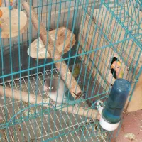 طوطی برزیلی اصل نژاد همراه با جوجه|پرنده|زنجان, |دیوار