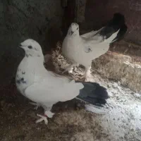 کبوتر|پرنده|فرخ‌شهر, |دیوار