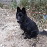 ژرمن شولاین بلک موبلند