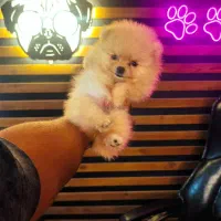 سگ جیبی / پامرانین خرسی عروسکی dog Original